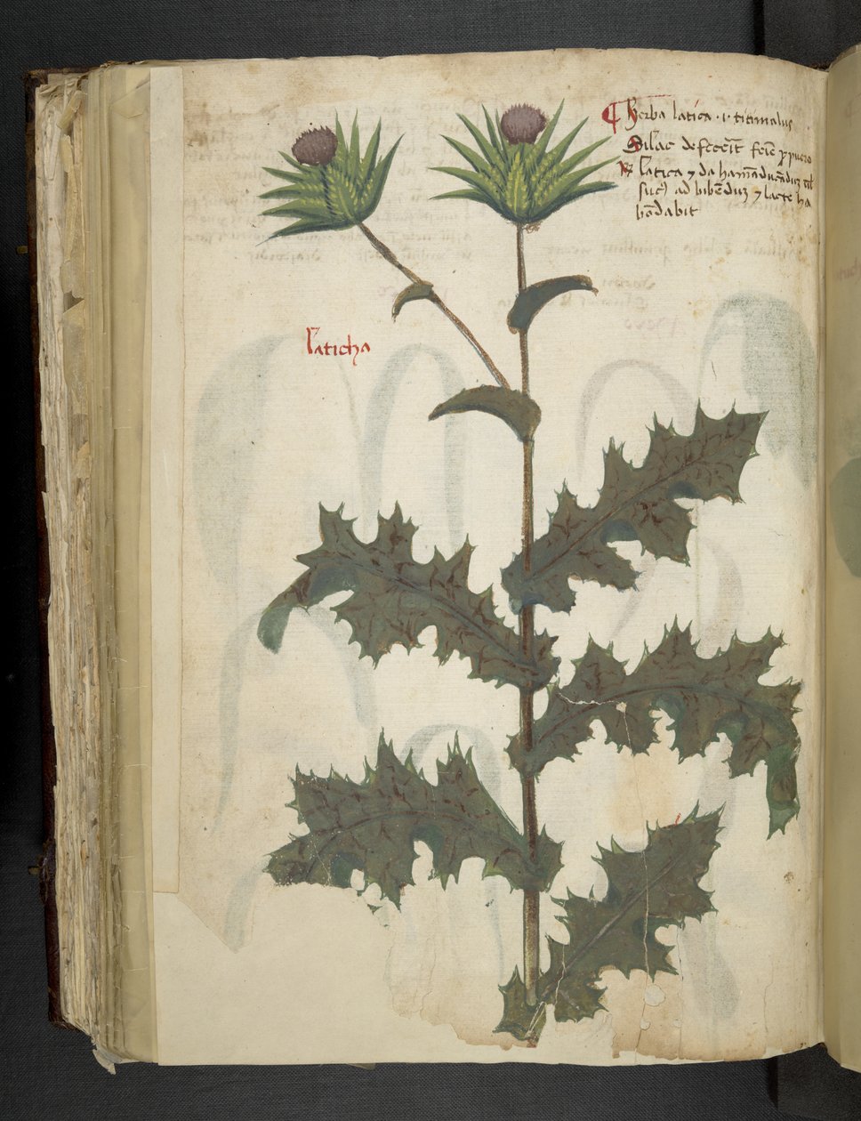 Přidejte MS 41623 f.117v Thistle 