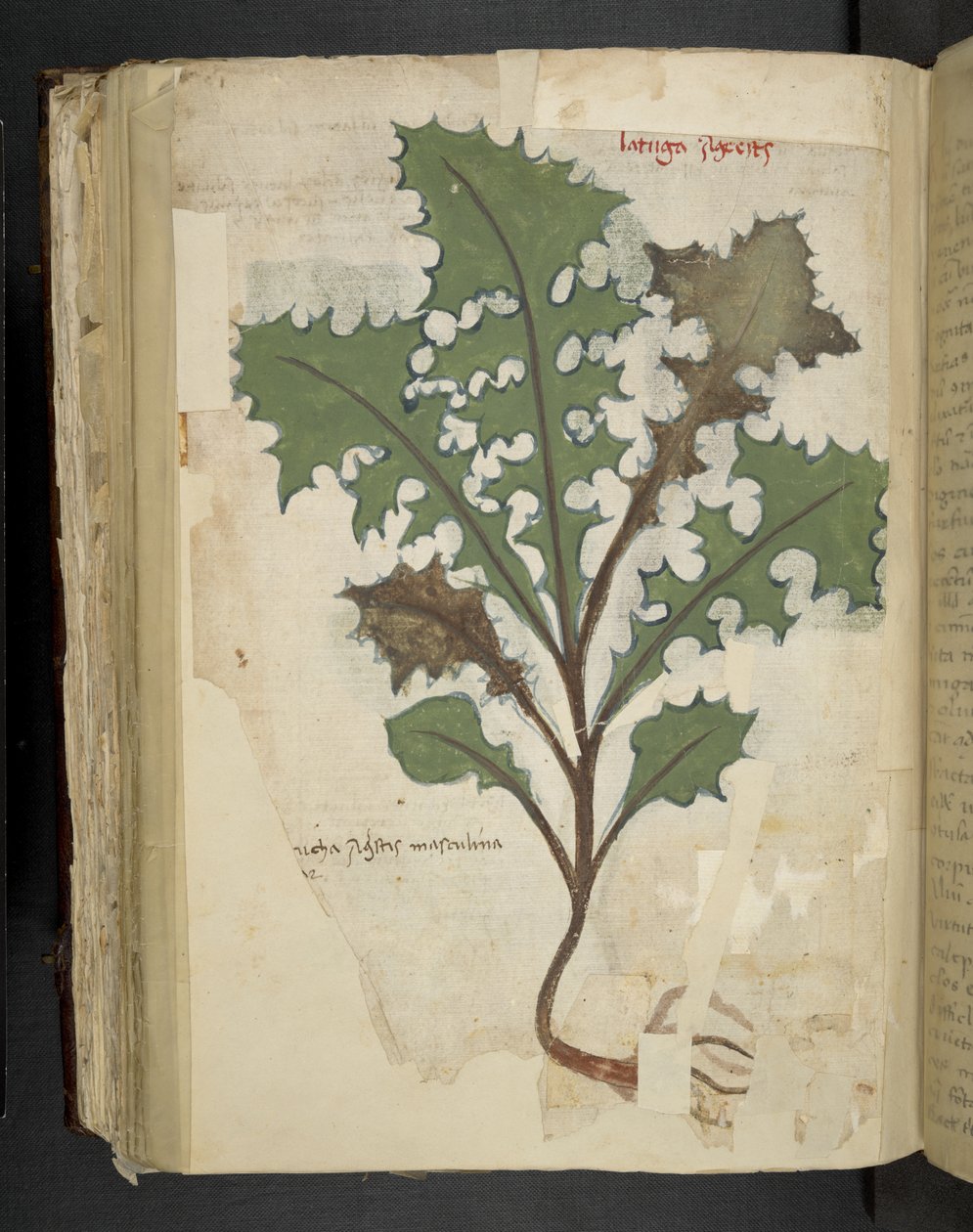 Přidejte MS 41623 f.118v List pampelišky, od 