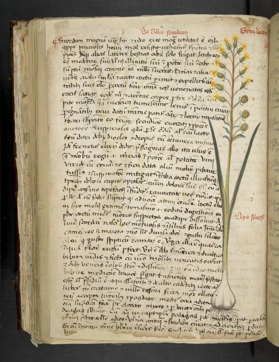 Přidejte MS 41623 f.119v 