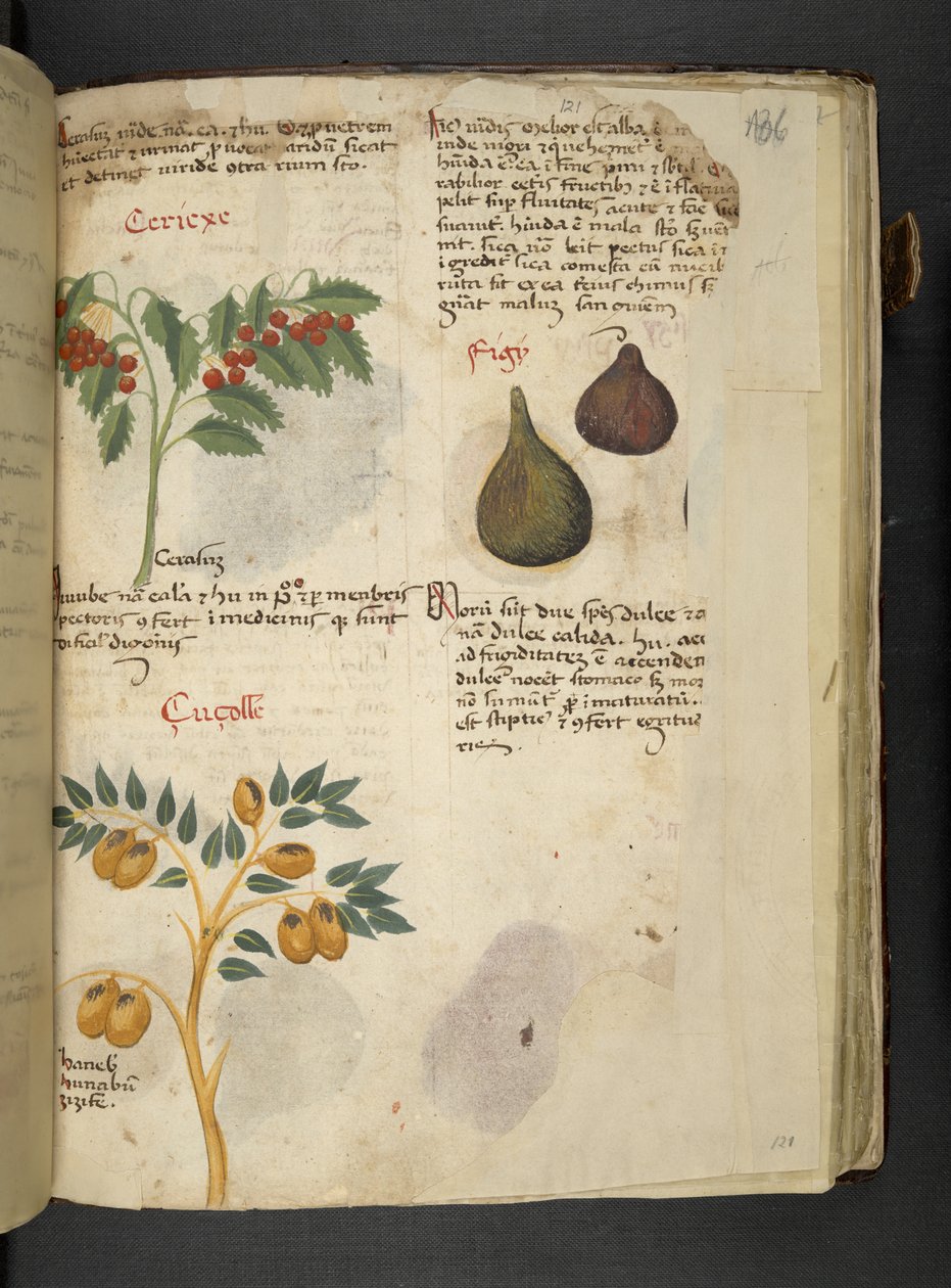 Přidejte MS 41623 f.121r Ovocné stromy a fíky, od 