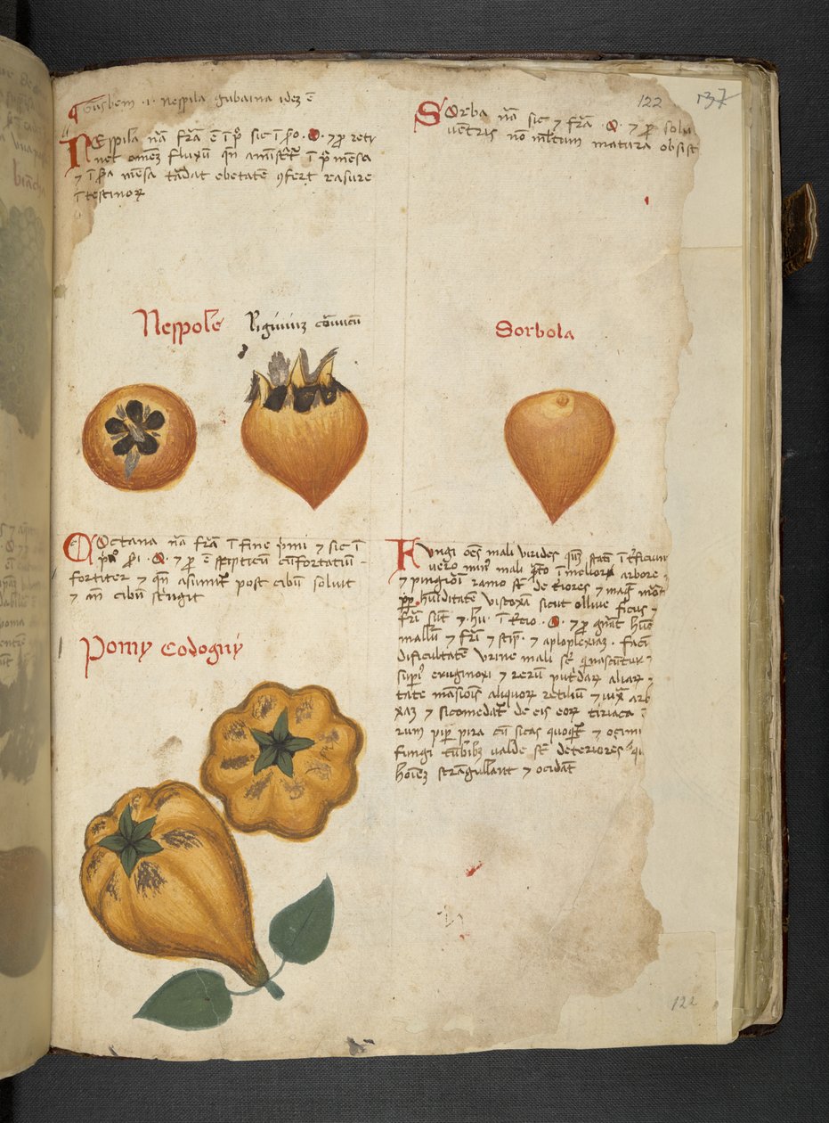 Přidejte MS 41623 f.122r Pere Cotogne a Sorbo, od 