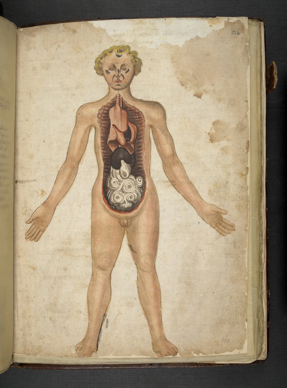 Přidat MS 41623 f.126r Vnitřní orgány člověka, od 
