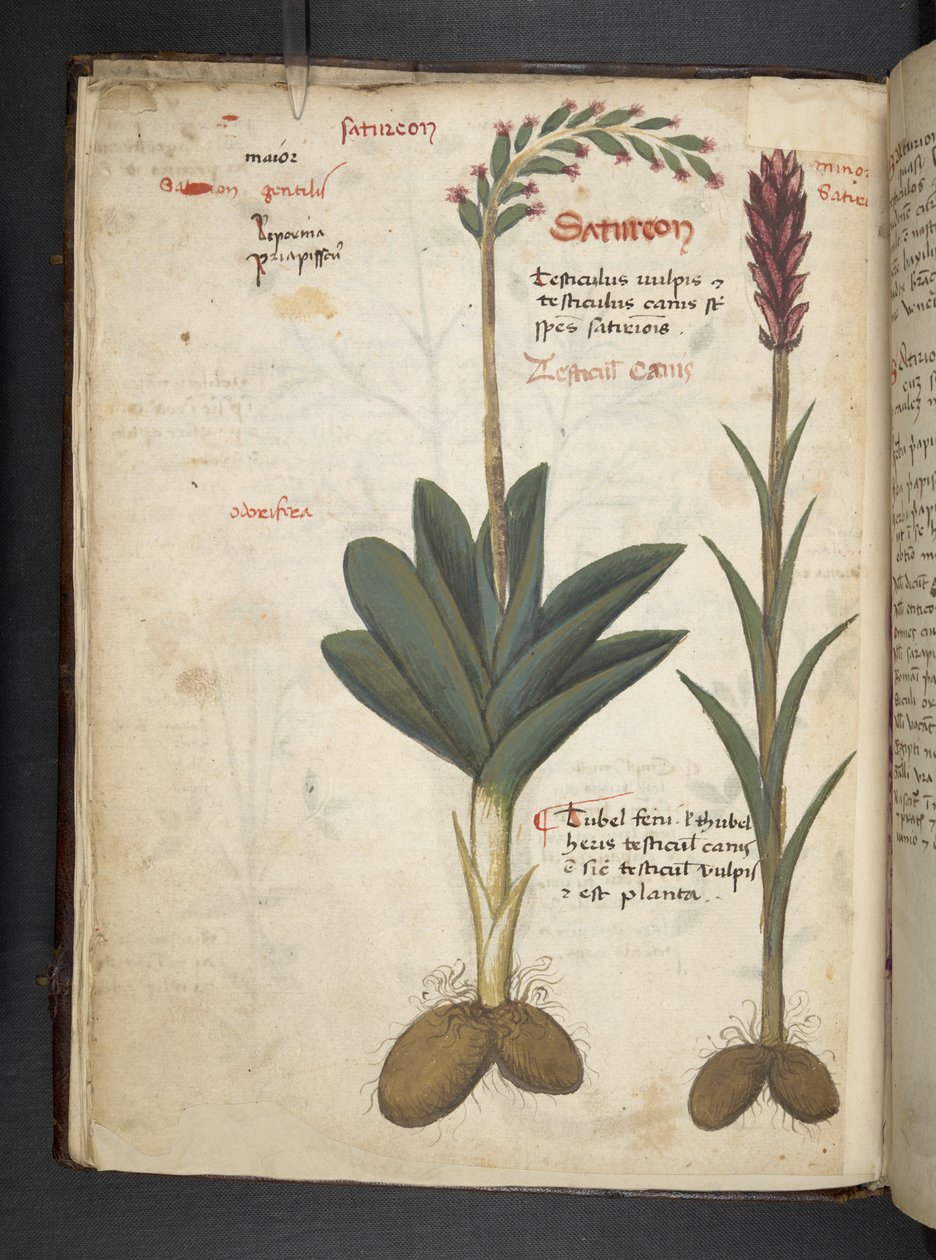 Přidejte MS 41623 f.12v A bylinný, Belluno (inkoust a barva na pergamenu) od Italian School