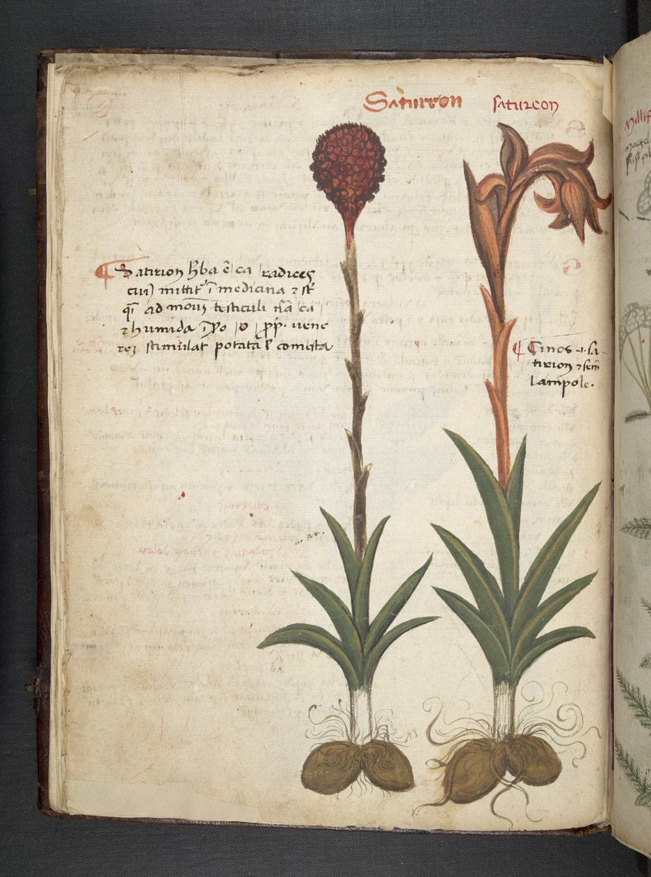 Přidejte MS 41623 f.13v A bylinný, Belluno (inkoust a barva na pergamenu) od Italian School