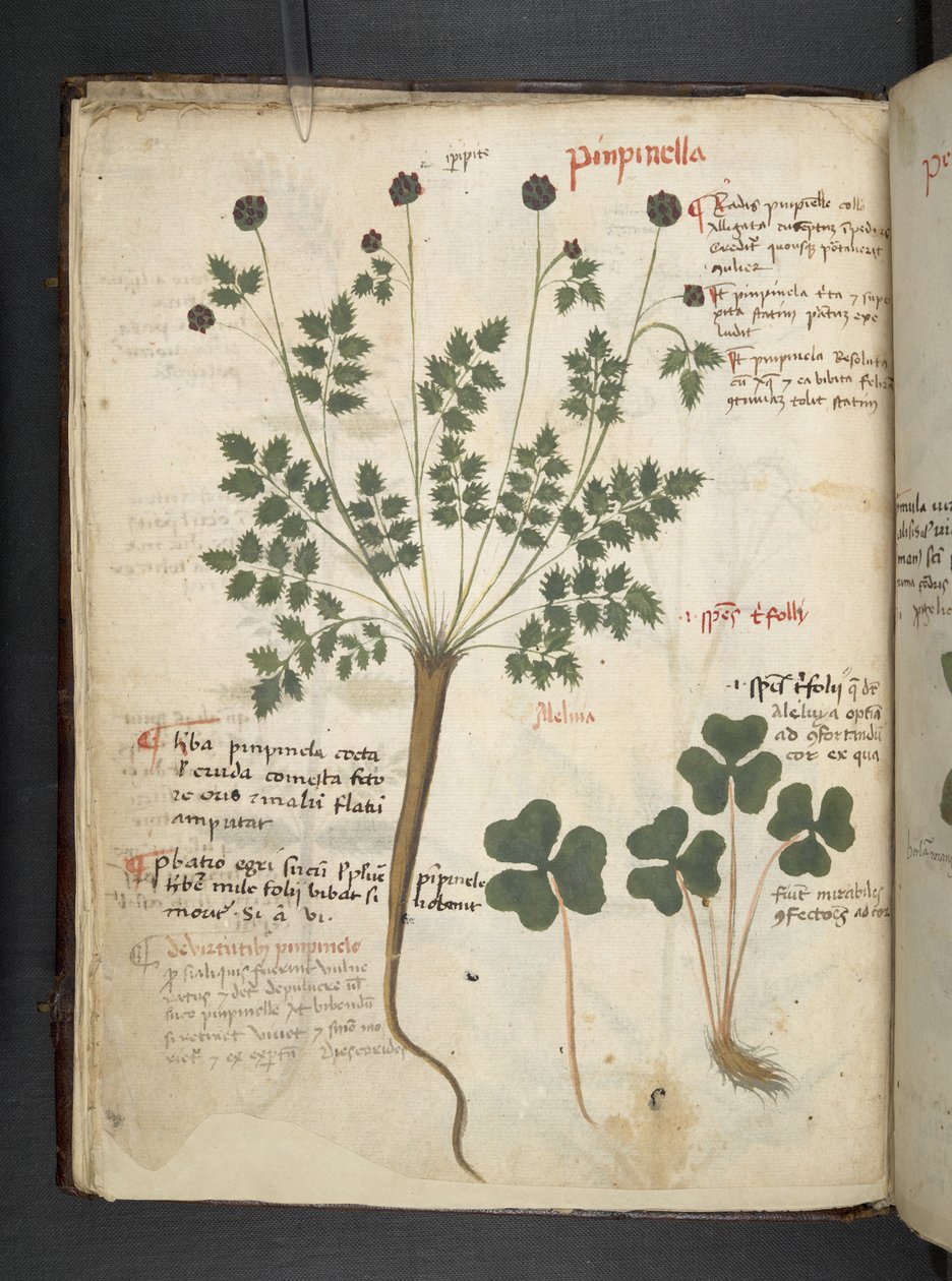 Přidejte MS 41623 f.14v A bylinný, Belluno (inkoust a barva na pergamenu) od Italian School