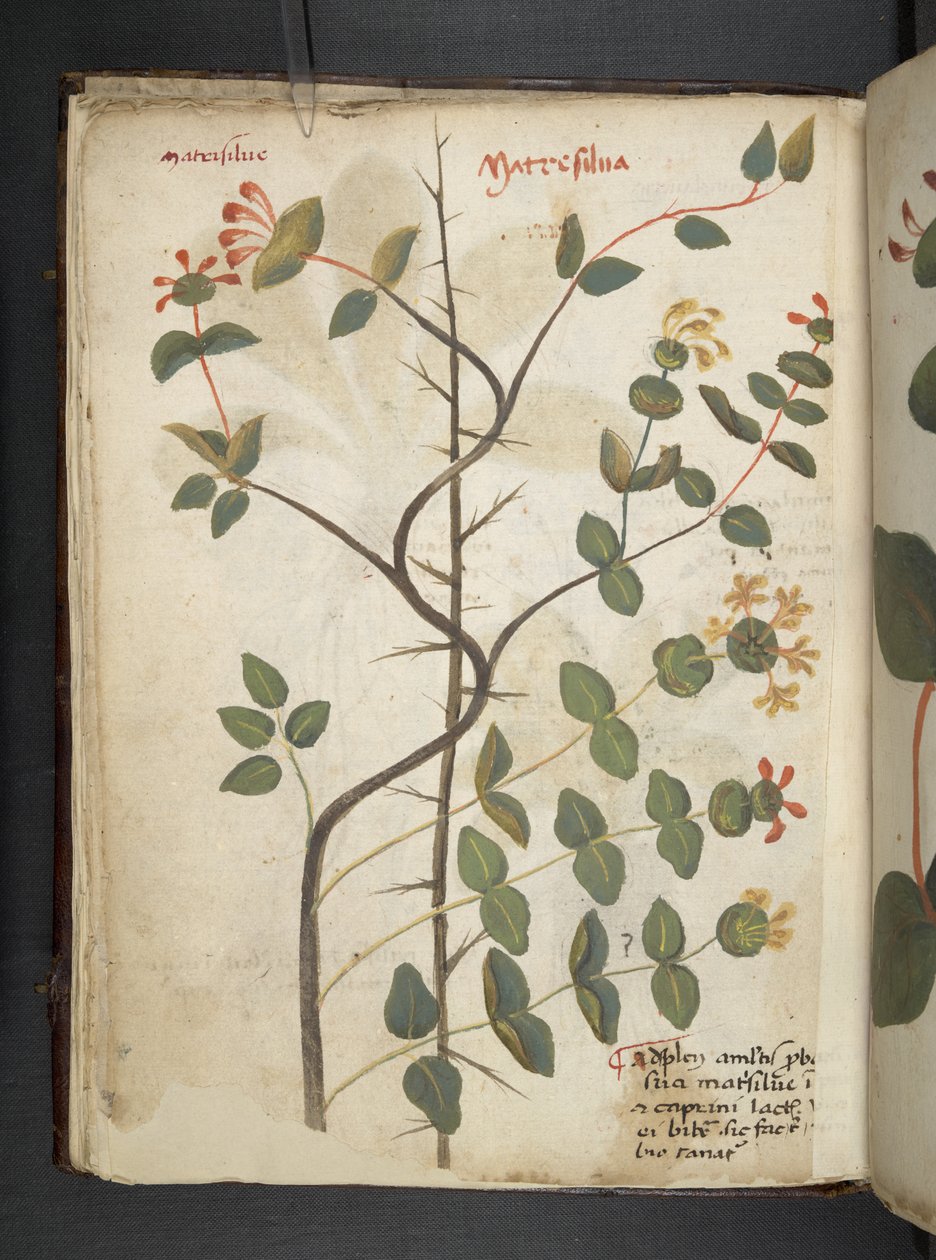 Přidejte MS 41623 f.15v A bylinný, Belluno (inkoust a barva na pergamenu) od Italian School