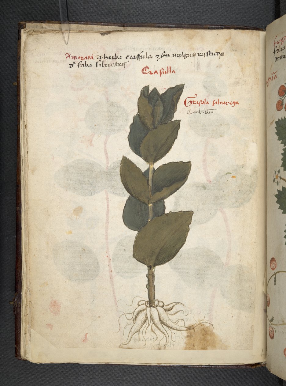 Přidejte MS 41623 f.16v A bylinný, Belluno (inkoust a barva na pergamenu) od Italian School