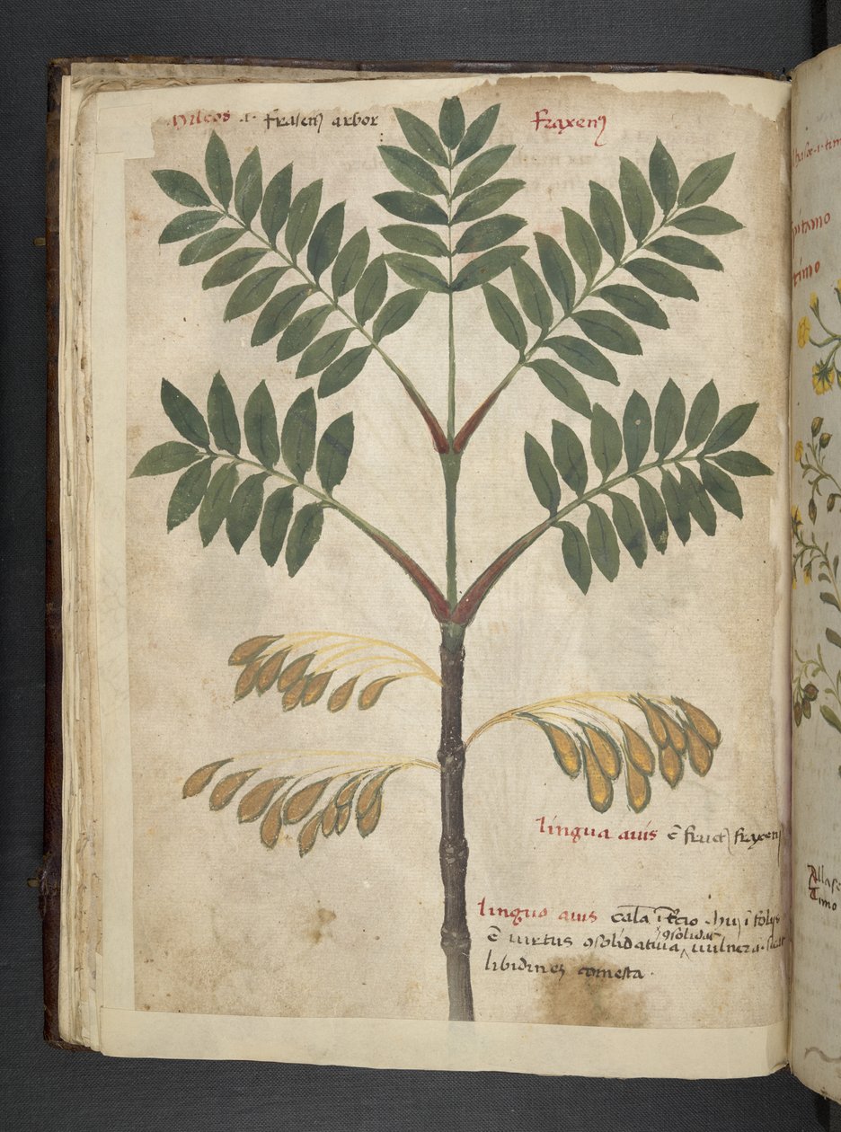 Přidejte MS 41623 f.17v A bylinný, Belluno (inkoust a barva na pergamenu) od Italian School