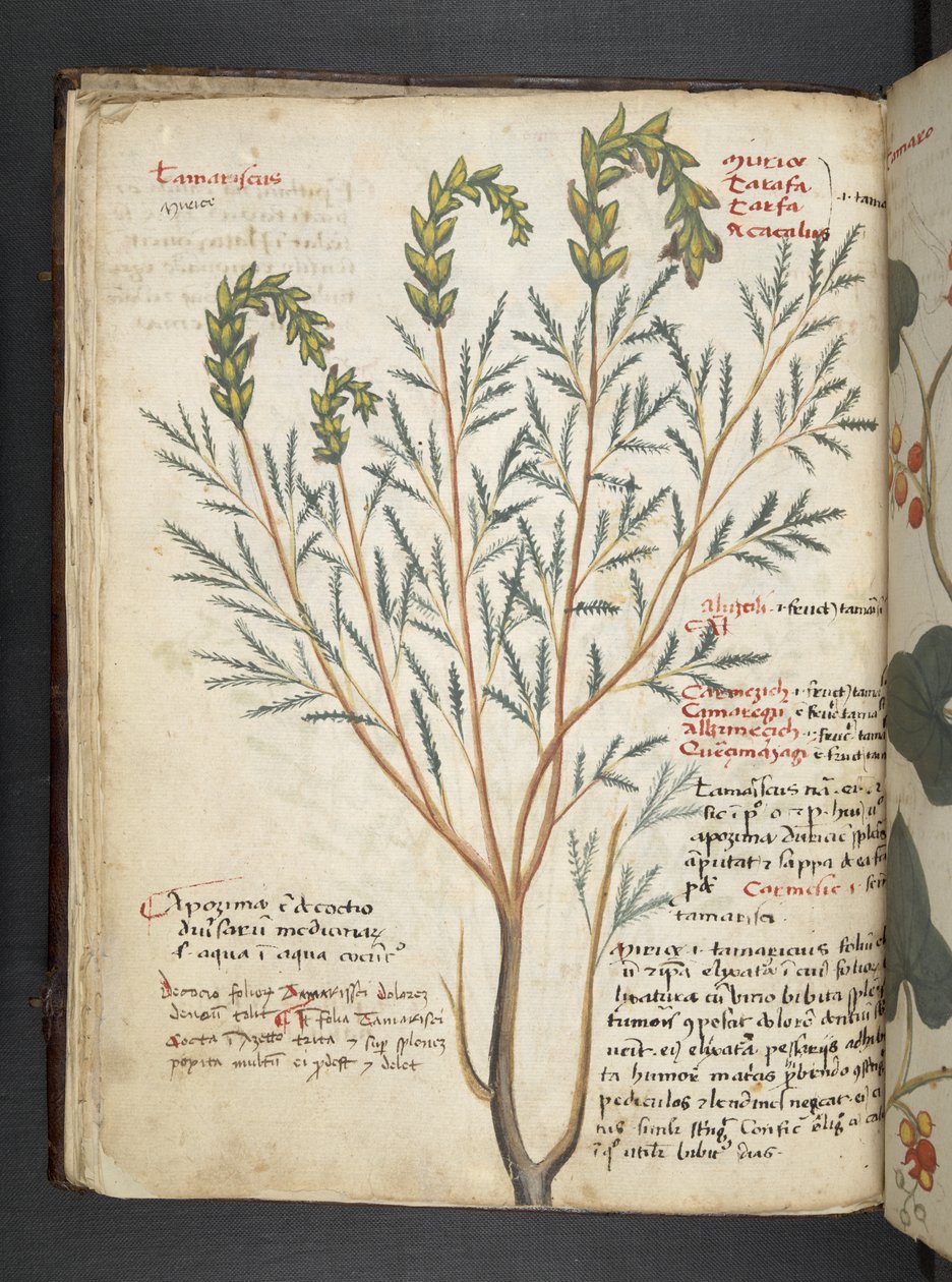 Přidejte MS 41623 f.18v A bylinný, Belluno (inkoust a barva na pergamenu) od Italian School