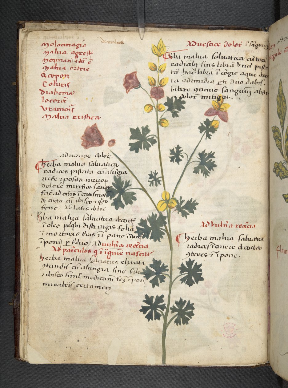 Přidejte MS 41623 f.19v A bylinný, Belluno (inkoust a barva na pergamenu) od Italian School