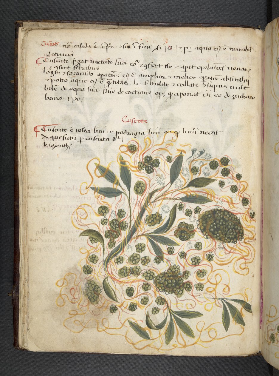 Přidejte MS 41623 f.20v A bylinný, Belluno (inkoust a barva na pergamenu) od Italian School