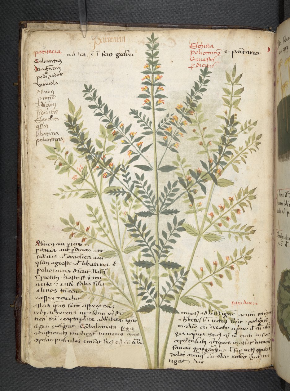 Přidejte MS 41623 f.21v A bylinný, Belluno (inkoust a barva na pergamenu) od Italian School