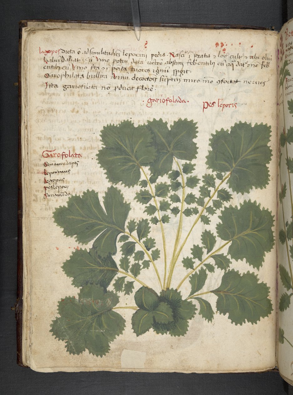Přidejte MS 41623 f.24v A bylinný, Belluno (inkoust a barva na pergamenu) od Italian School