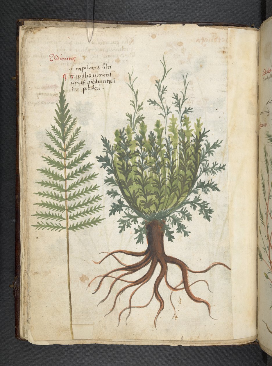 Přidejte MS 41623 f.25v A bylinný, Belluno (inkoust a barva na pergamenu) od Italian School