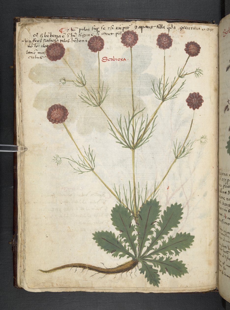 Přidejte MS 41623 f.26v A bylinný, Belluno (inkoust a barva na pergamenu) od Italian School