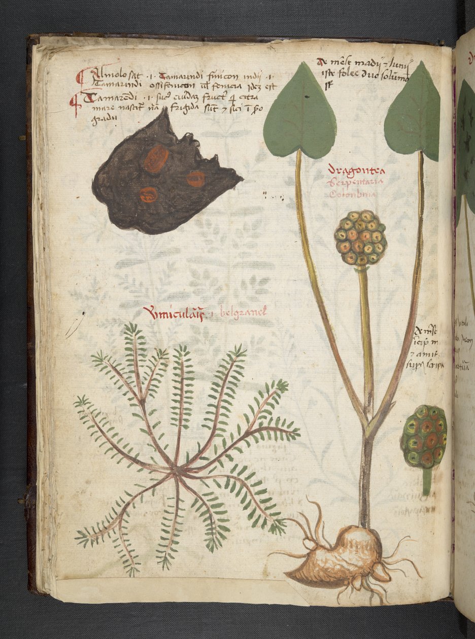 Přidejte MS 41623 f.28v 