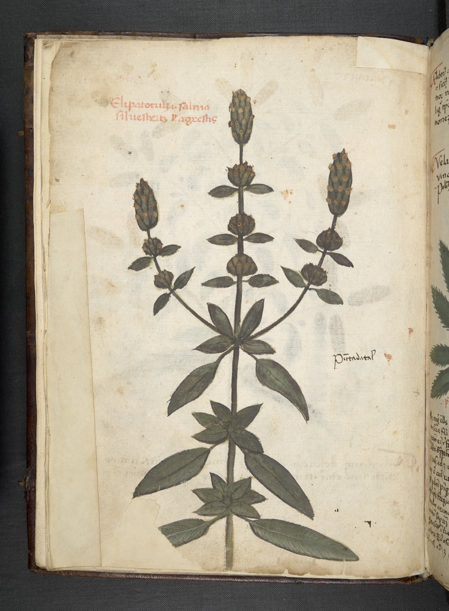 Přidejte MS 41623 f.2v A bylinný, Belluno (inkoust a barva na pergamenu) od Italian School