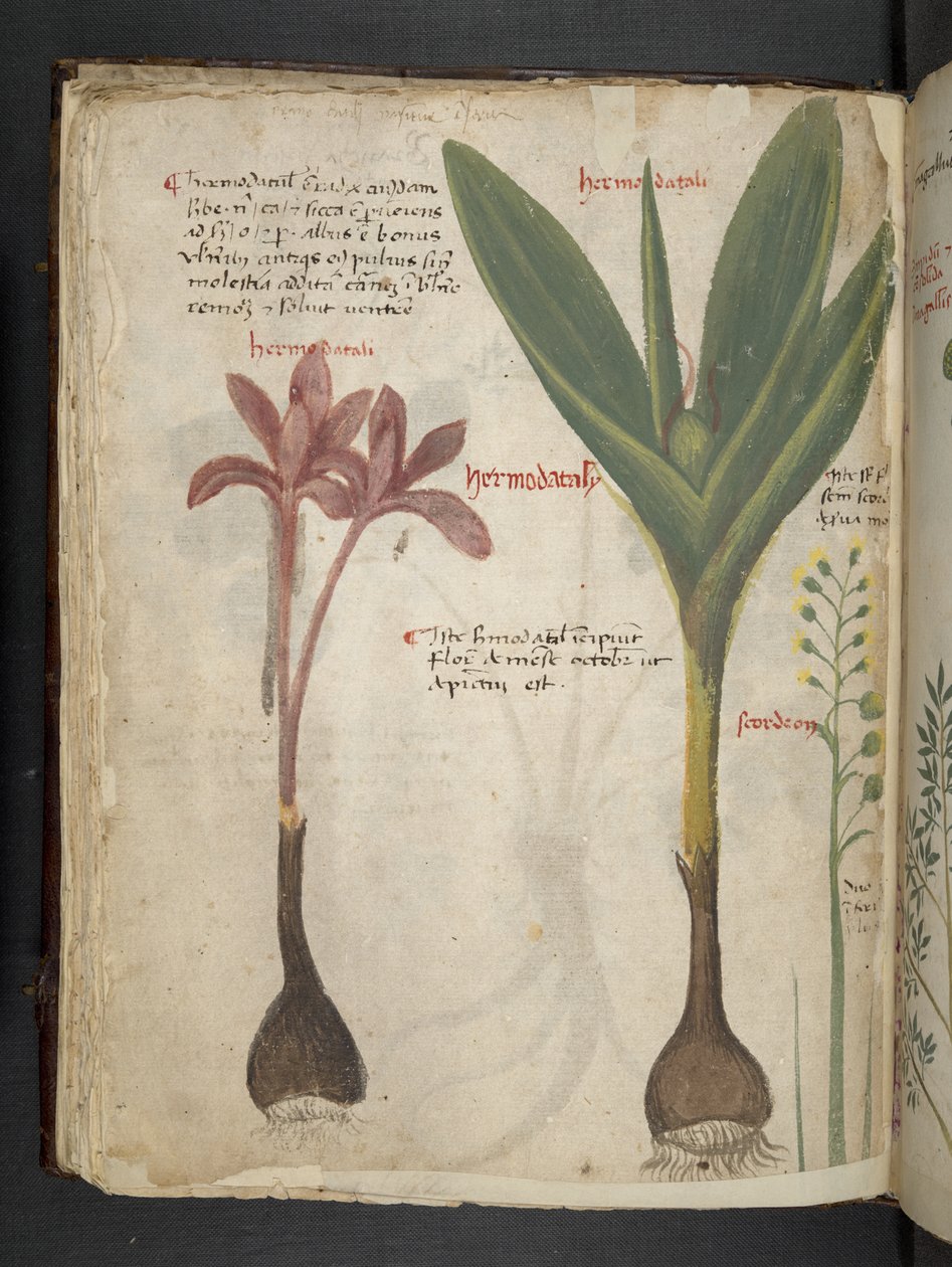Přidejte MS 41623 f.34v 