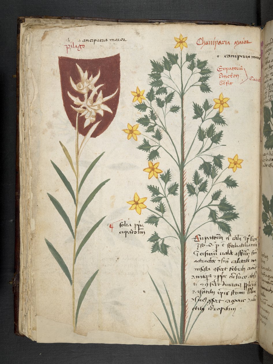 Přidejte MS 41623 f.35v 