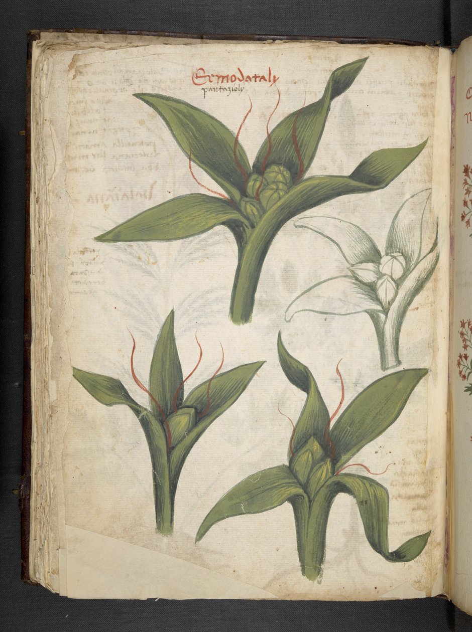 Přidejte MS 41623 f.36v 