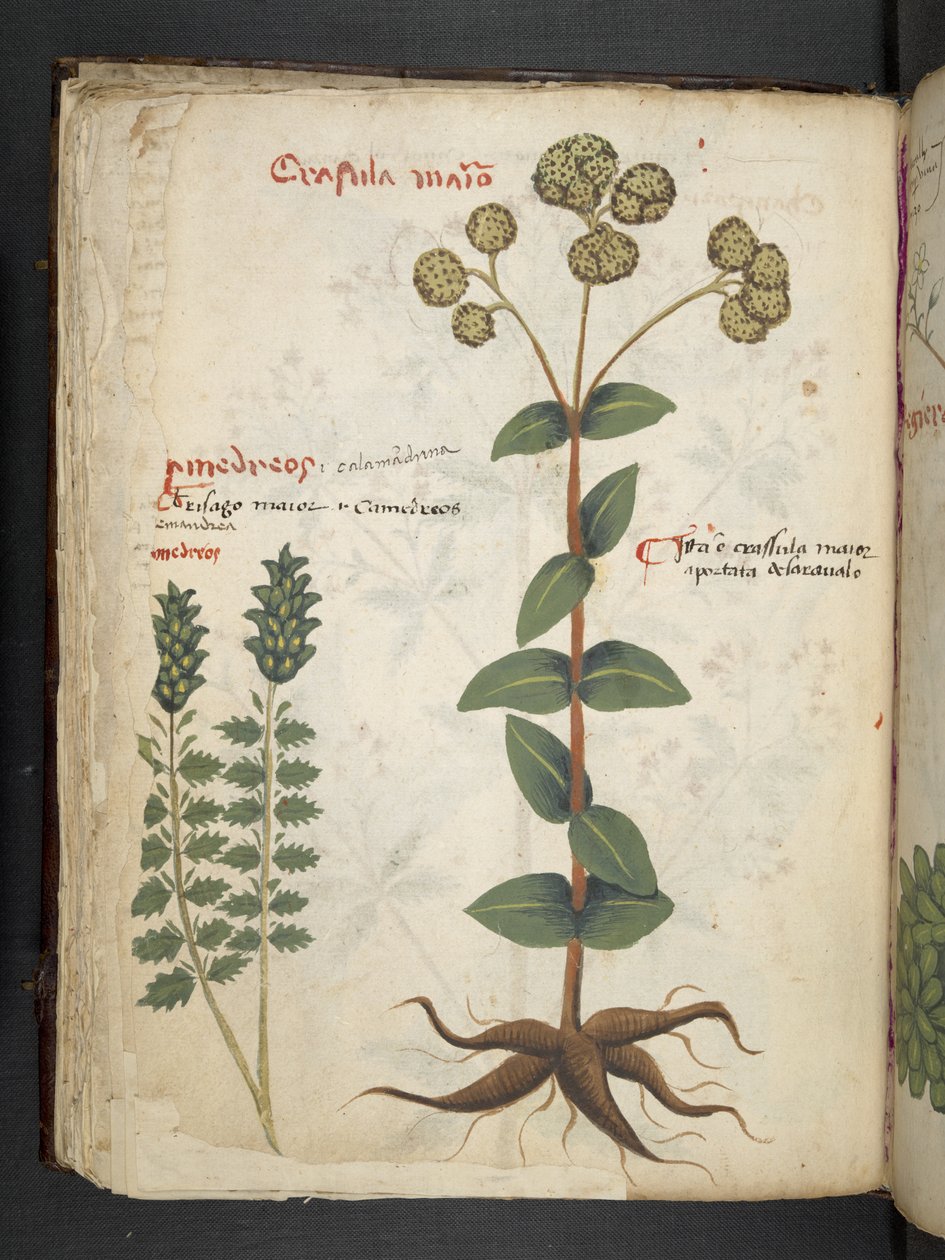 Přidejte MS 41623 f.37v 
