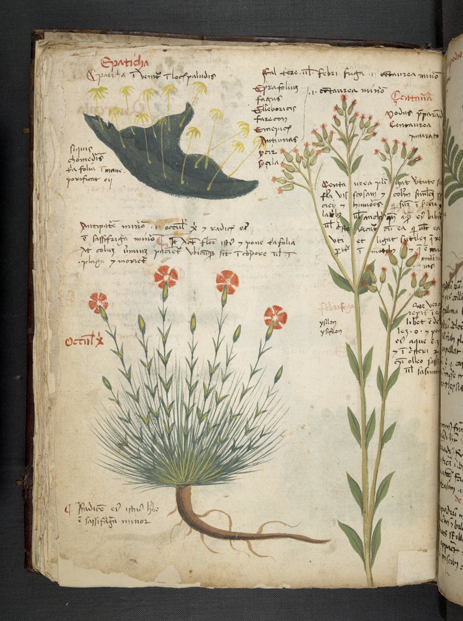 Přidejte MS 41623 f.38v 