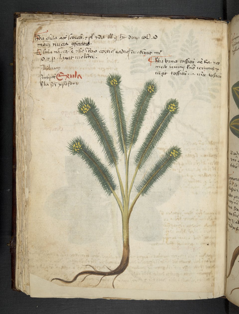 Přidejte MS 41623 f.39v 