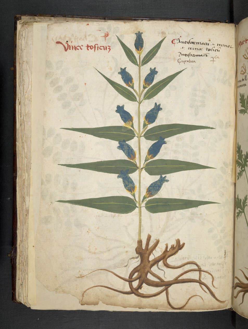 Přidejte MS 41623 f.41v 