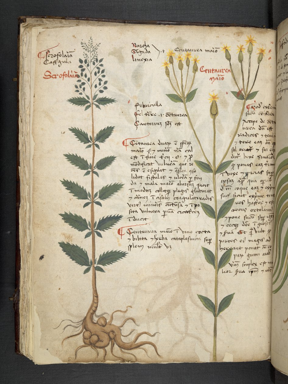 Přidejte MS 41623 f.48v 