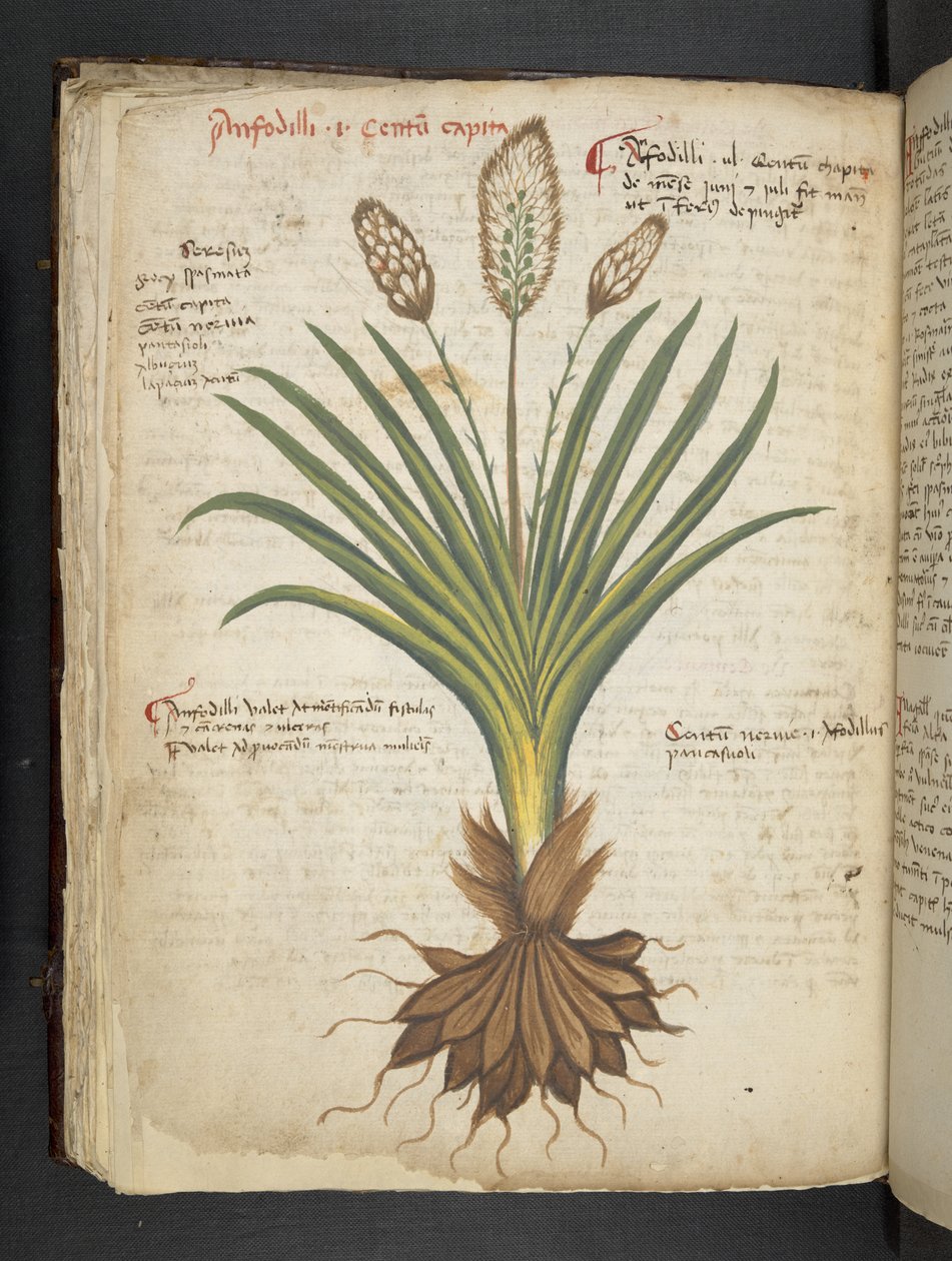Přidejte MS 41623 f.50v 
