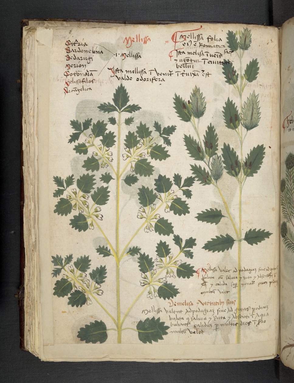 Přidejte MS 41623 f.52v 