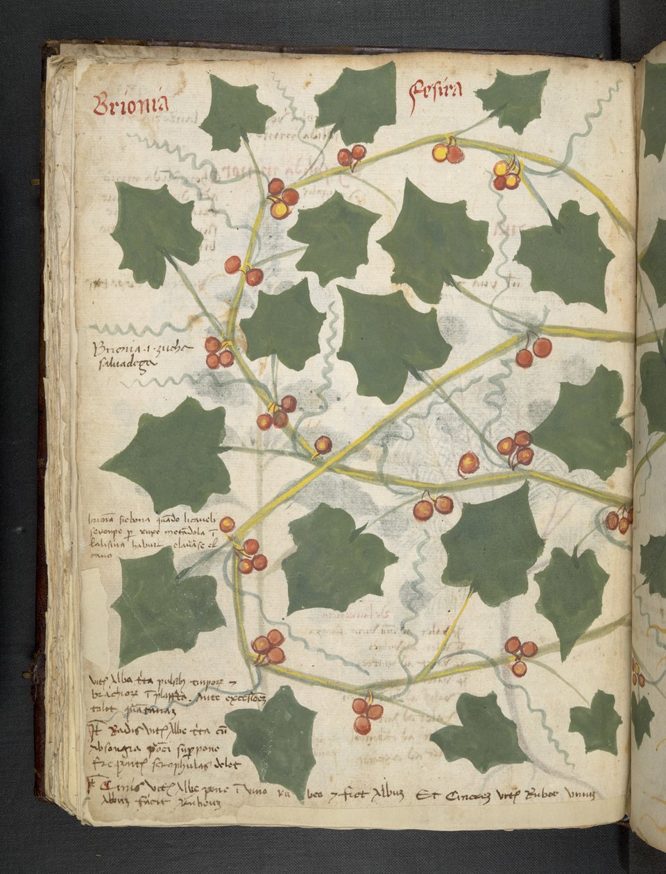 Přidejte MS 41623 f.53v 
