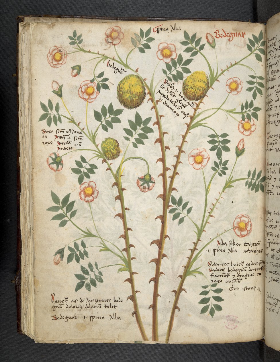Přidejte MS 41623 f.61v 