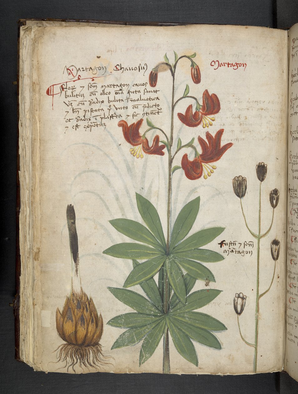 Přidejte MS 41623 f.66v 