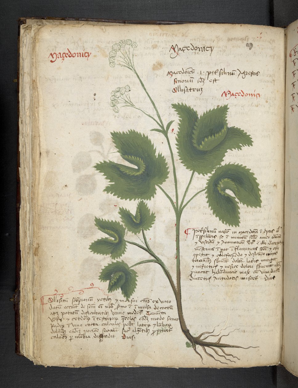 Přidejte MS 41623 f.67v 