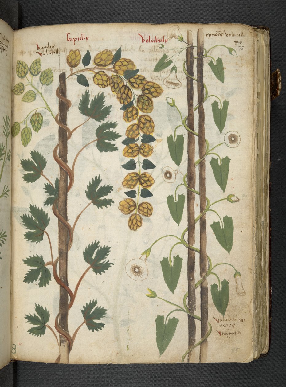 Přidejte MS 41623 f.75r 
