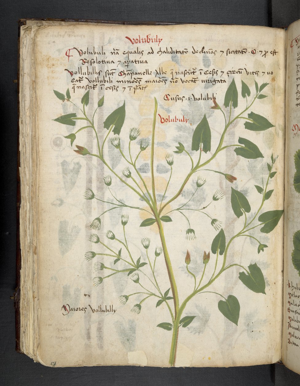Přidejte MS 41623 f.75v 