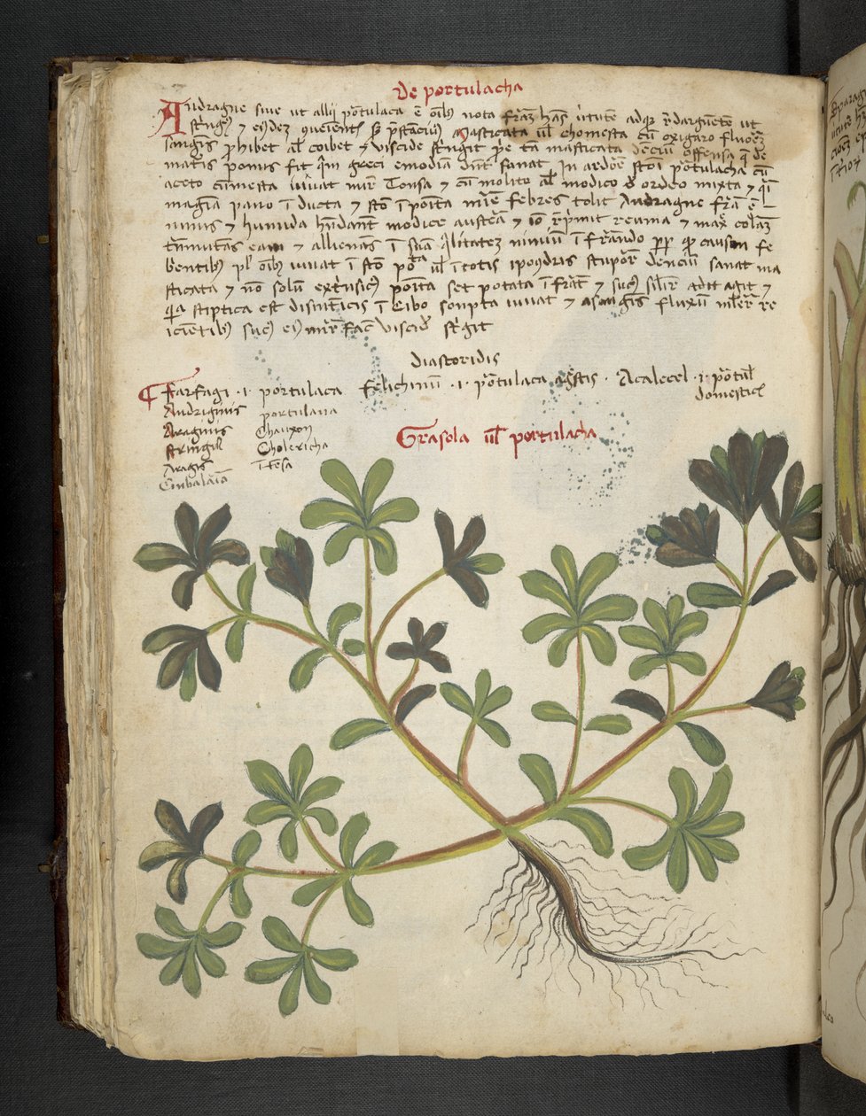 Přidejte MS 41623 f.81v De Portulaca, od 