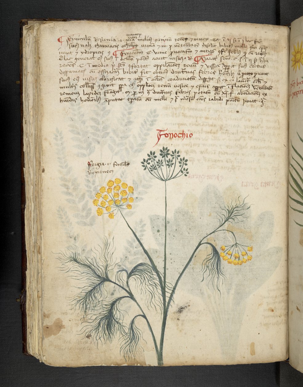 Přidejte MS 41623 f.84v Finocchio, od 
