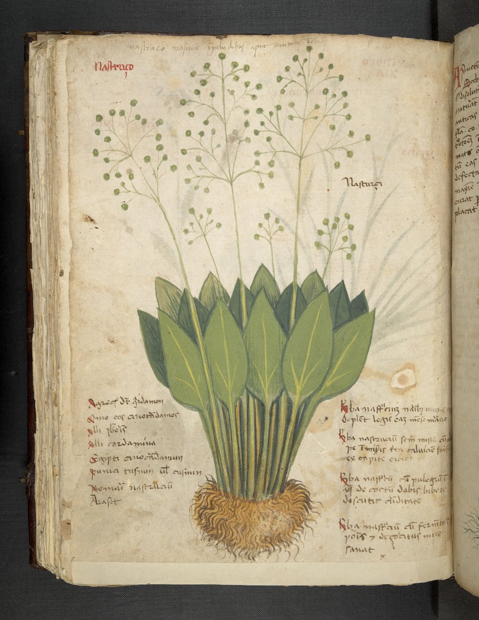 Přidejte MS 41623 f.85v 