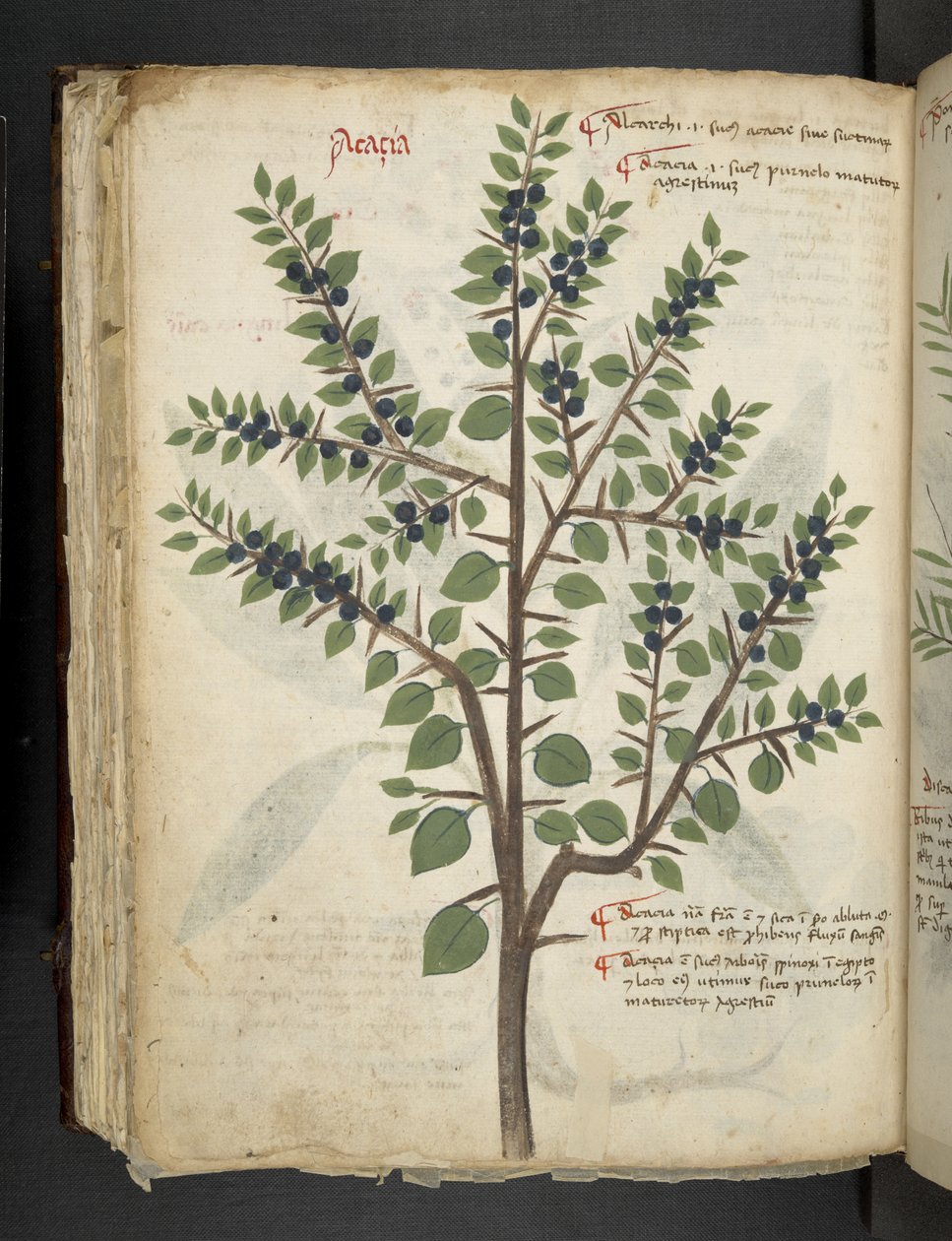 Přidejte MS 41623 f.95v 