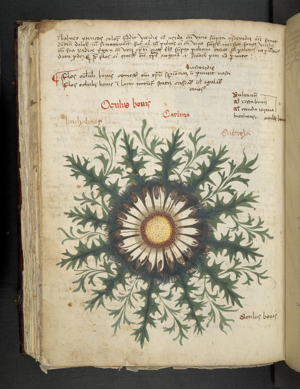 Přidejte MS 41623 f.97v Carlina, od 