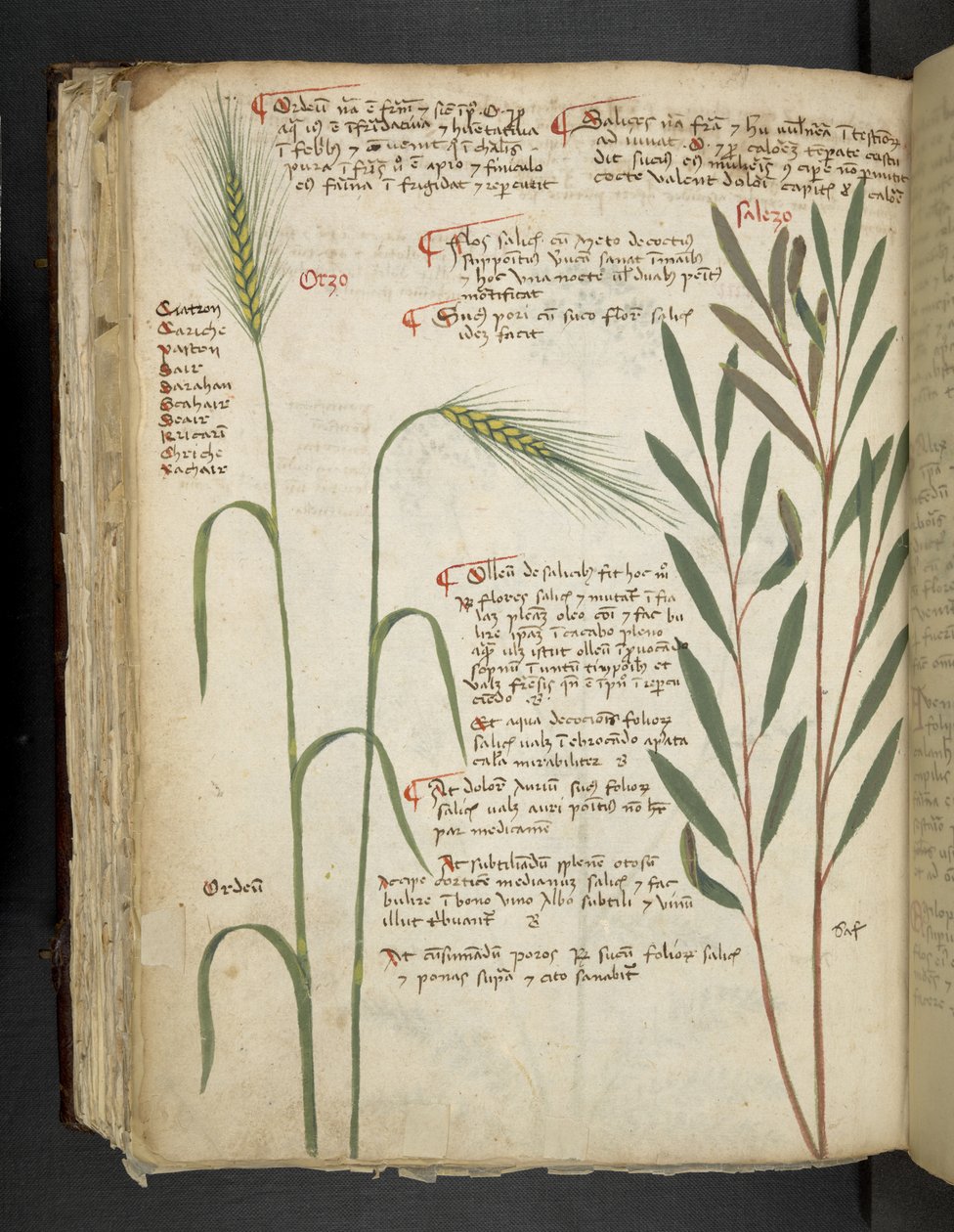 Přidejte MS 41623 f.98v Orzo, od 
