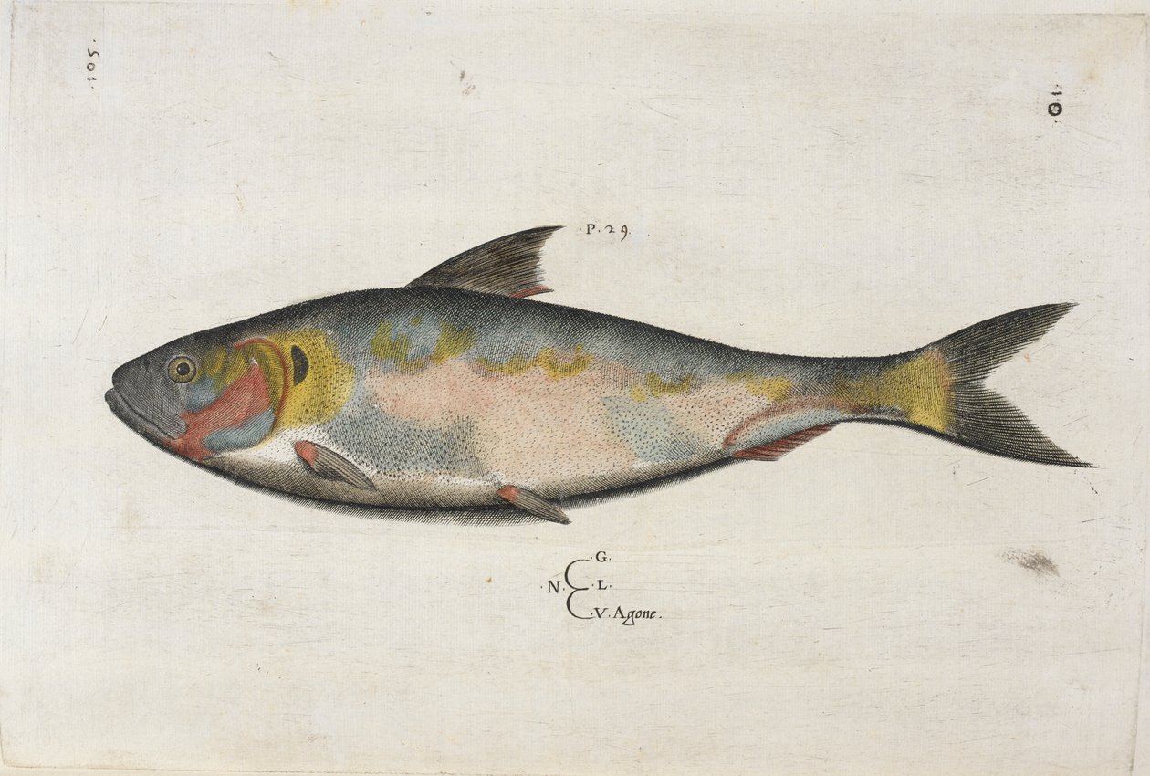 Agone, ilustrace z „Aquatilium Animalium Historiæ liber primus“, od Ippolita Salvianiho od Italian School