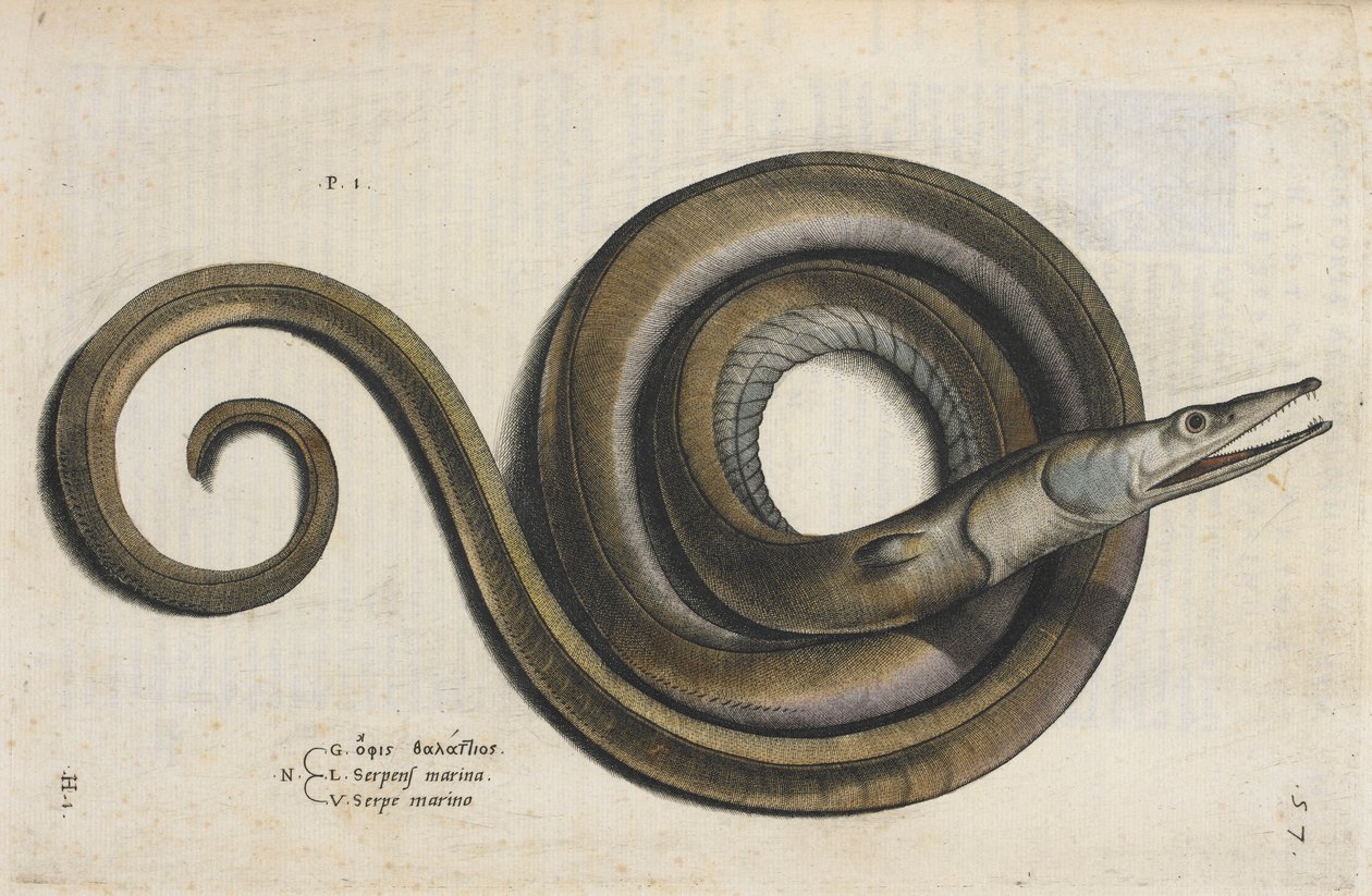 Úhoř, ilustrace z „Aquatilium Animalium Historiæ liber primus“, od Ippolita Salvianiho od Italian School