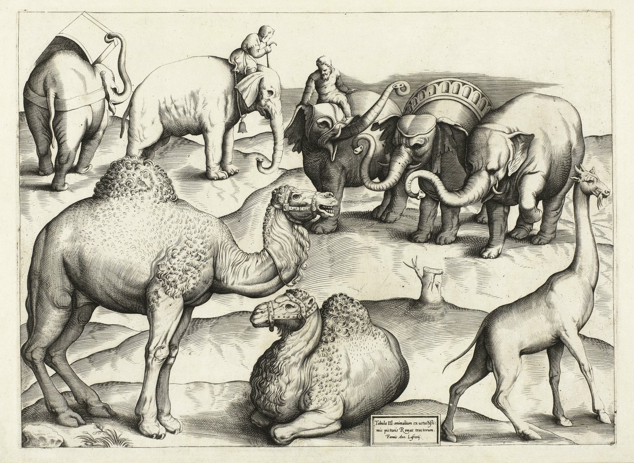 Obrazy zvířat ze starého Říma, Tabulka, 3., nakl. Antonio Lafrere 1528 od Italian School