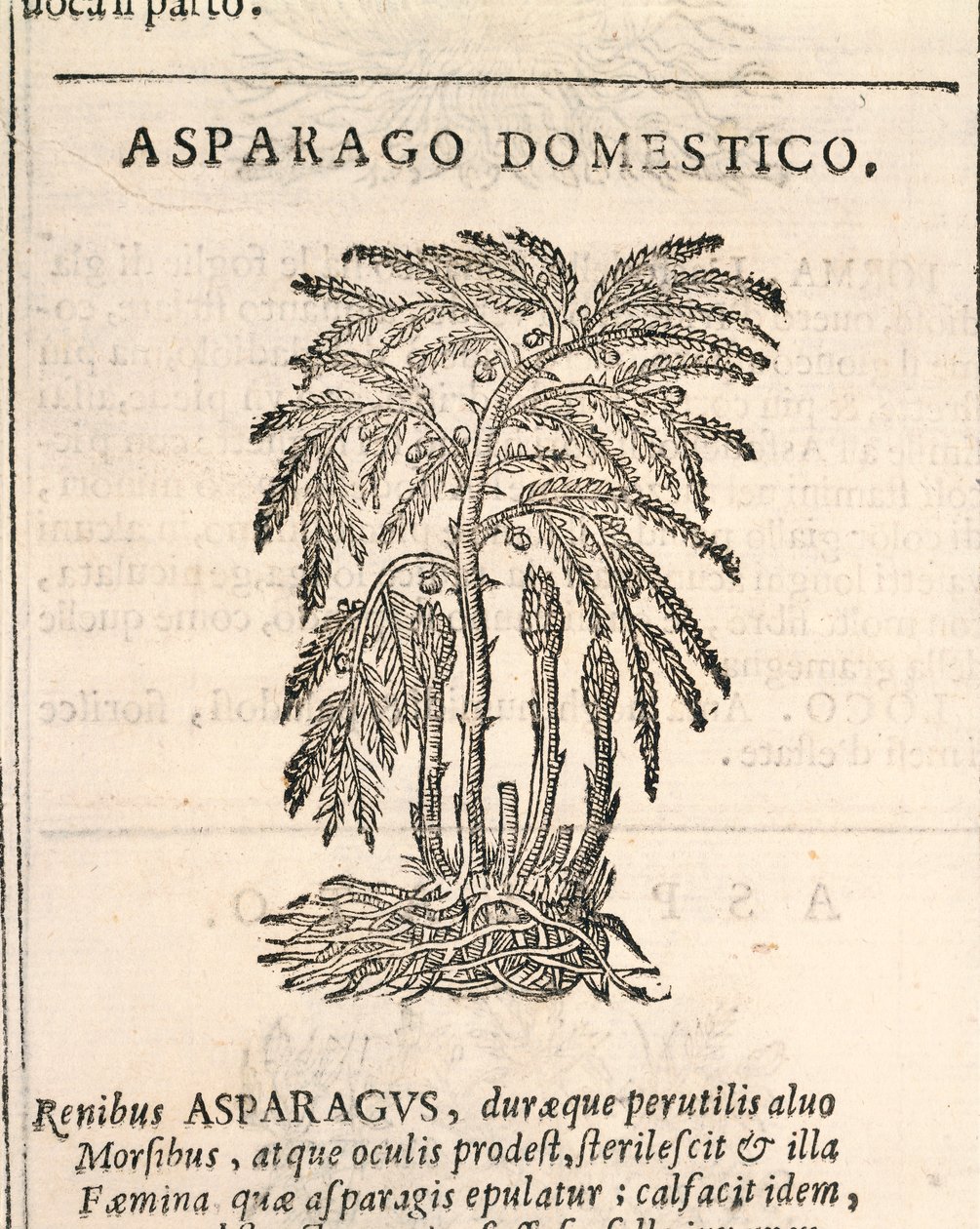 Chřest (Asparagus officinalis), rytina Castore Durante od Italian School