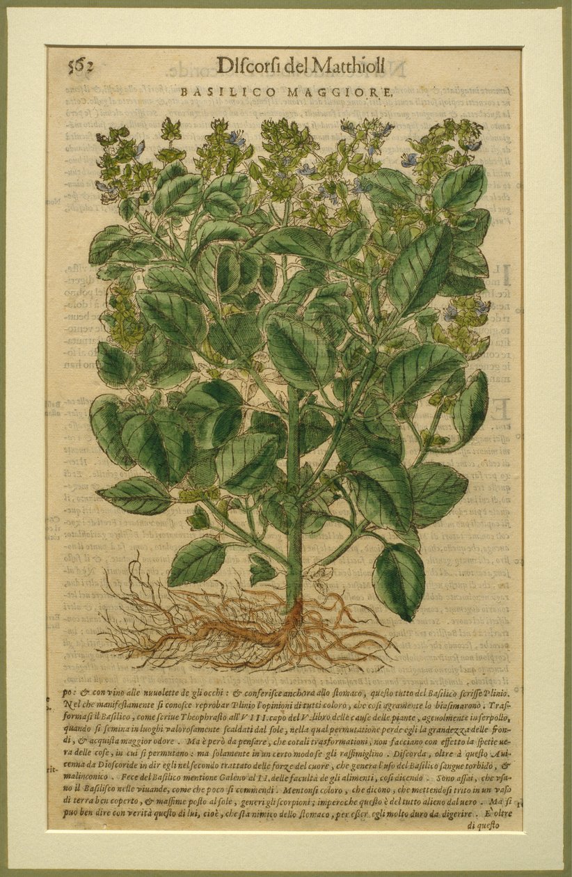 Basil, botanická deska z Discorsi od Pietra Andrea Mattioliho (1501-77) publikovaná v Benátkách, 1570 od Italian School