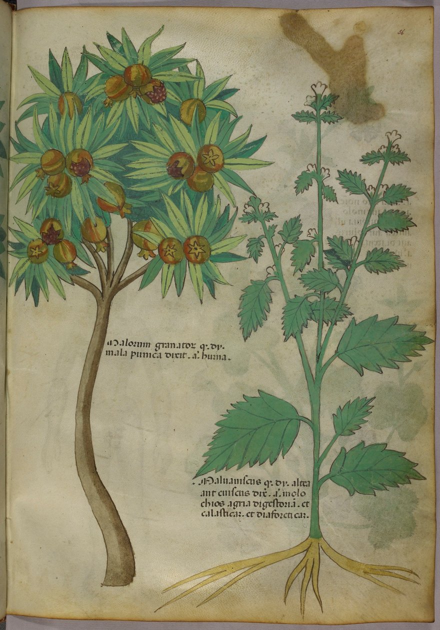 Botanická ilustrace (inkoust a barva na papíře) od Italian School