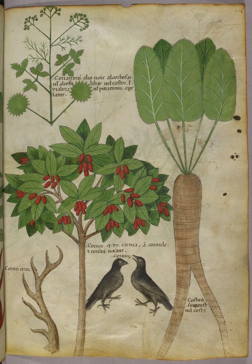 Botanická ilustrace rostlin a ptáků, cca 1440 (inkoust a barva na papíře od Italian School
